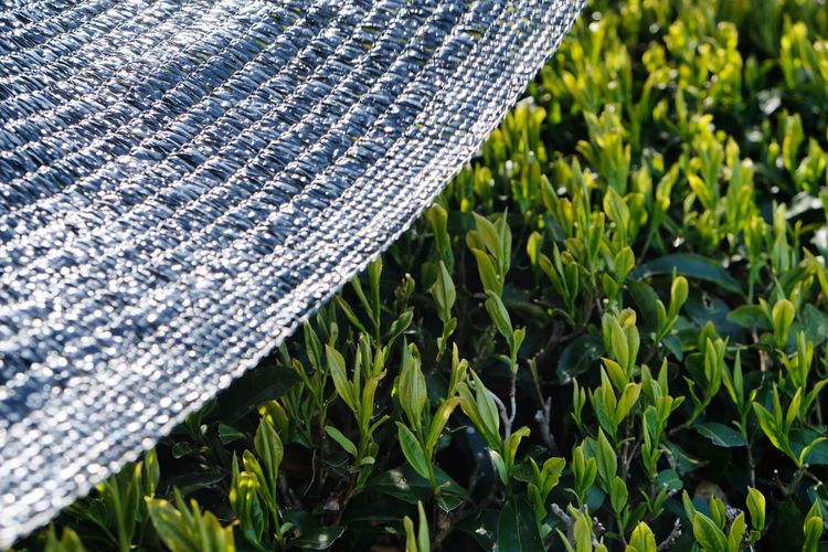 Kabusecha Tee Pflanze