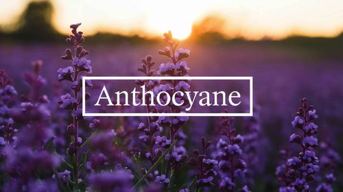 Anthocyane